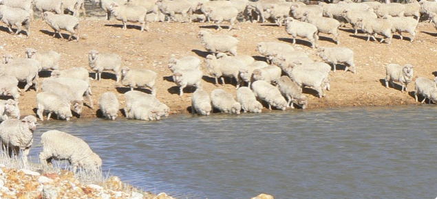 Sheep drinking at a dam