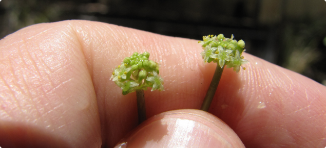 Shield pennywort flowers.