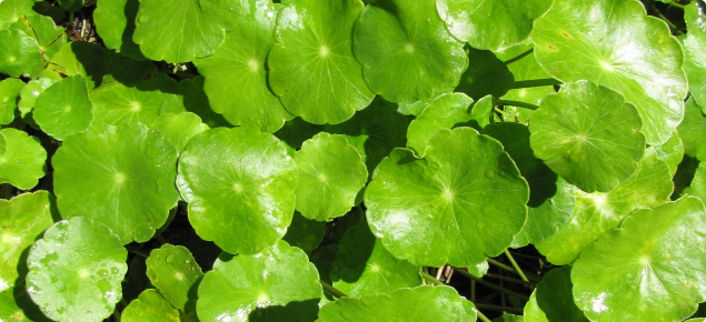 Shield pennywort leaves.