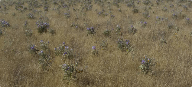 Silverleaf nightshade 