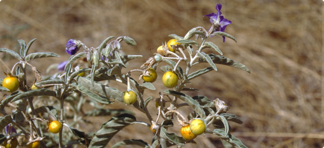 Silverleaf nightshade, fruits and flowers