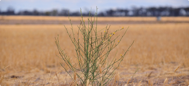 skeleton weed in dry paddock