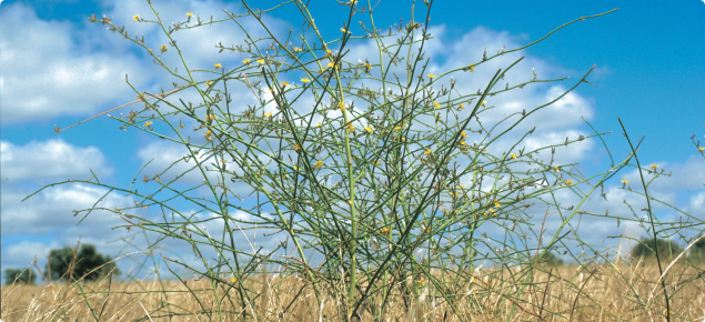 Skeleton weed (Chondrilla juncea) plant