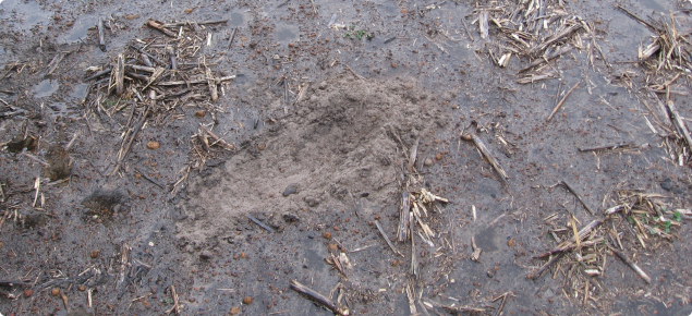 Water ponding on repellent soil with dry soil underneath