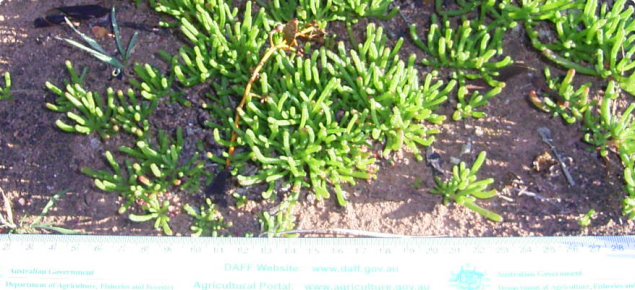 Green iceplant in winter