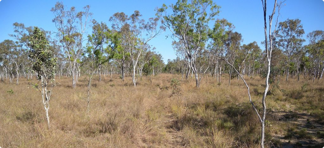 Typical Cockatoo soil landscape showing the open woodland and gentle topography