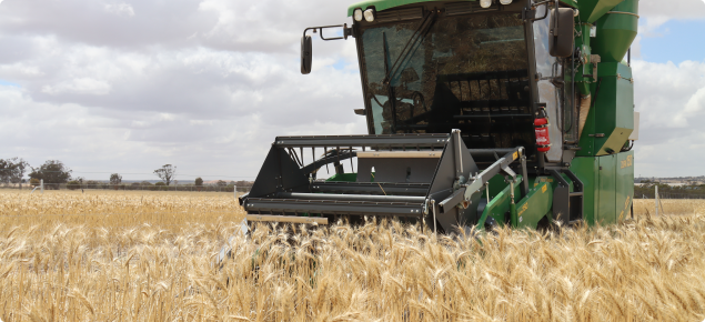 Small plot header in wheat at Merredin