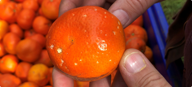 Snail damage on a mandarin