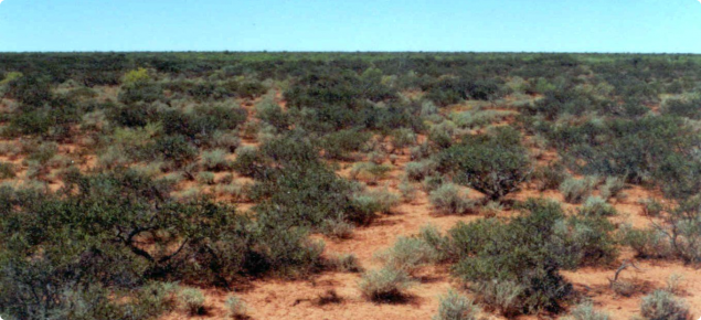 Snakewood chenopod pasture in good condition