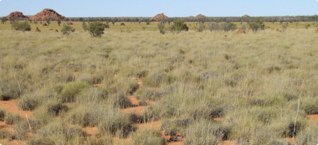 Soft Spinifex pastures in the Macroy land system