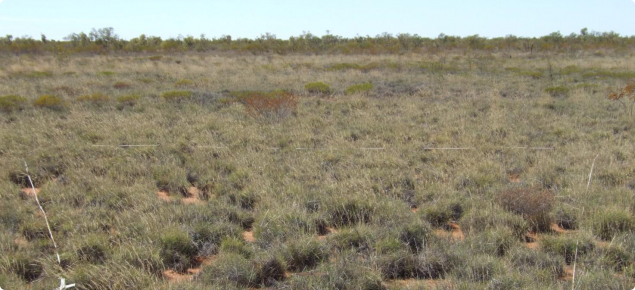 Soft Spinifex pastures in the Uaroo land system