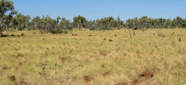 Photograph of soft spinifex pasture in good condition
