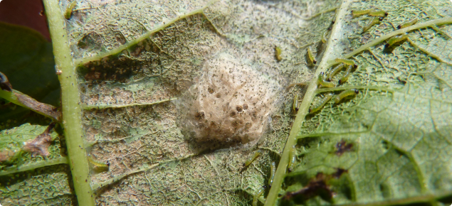Cluster caterpillar moths lay egg masses and larvae feed together on a leaf producing lace like damage symptoms