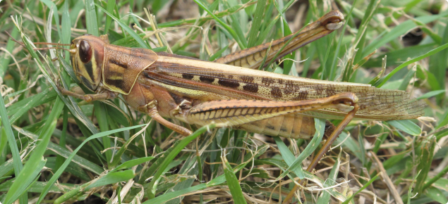 Adult spur-throated locust