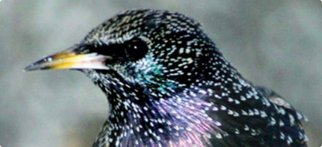 Common starling in breeding plumage.