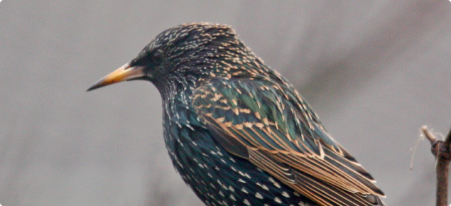 Starling, black and speckled in colour about 20 cm long with fine pointed beaks and short tails