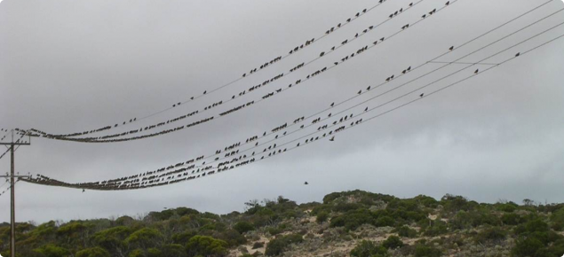 Starlings sitting on a power line.