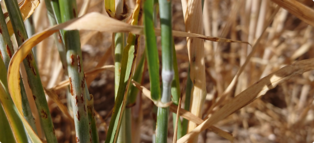  Barley regrowth showing symptoms of wheat stem rust  that it is hosting during autumn in the lower great southern.