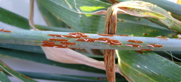 Stem rust pustules on wheat stems