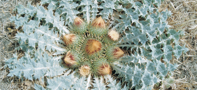 Close up view of stemless thistle, showing the distinctive rosette of leaves surrounding the numerous flower heads