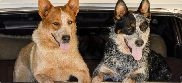 Red and blue heeler in car