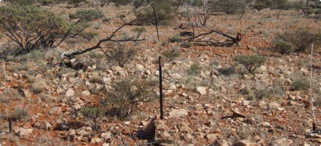 Stony Mulga Mixed Shrublands pasture in the Mindura land system