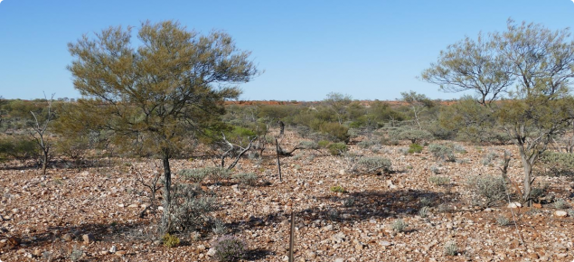 Photograph of a stony mulga short grass forb community in good condition
