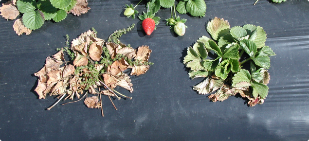 Typical symptoms of Fusarium crown rot in strawberry