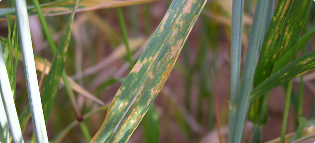 Wheat leaf rust symptoms on wheat leaf appear as yellow-orange pustules in stripes on leaves.