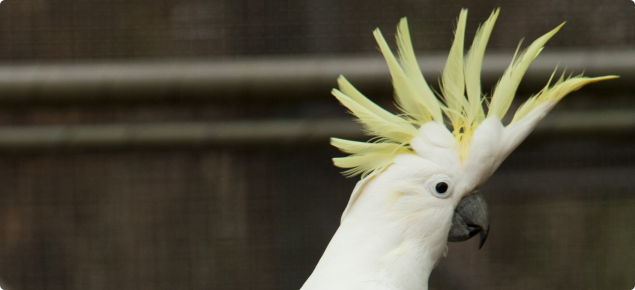 Sulphur crested cockatoo with yellow upright crest