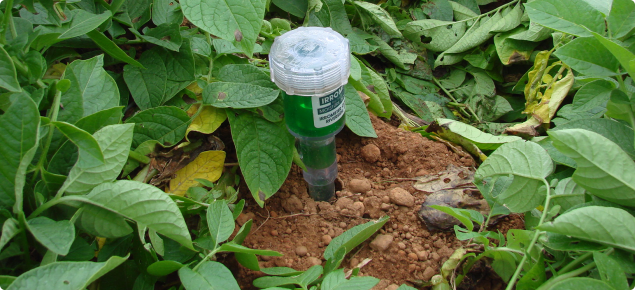 Tensiometer guage installed in a potato crop