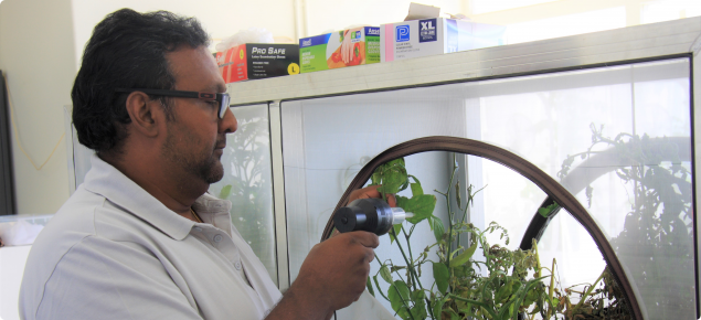 A researcher extracting psyllid from a tomato plant
