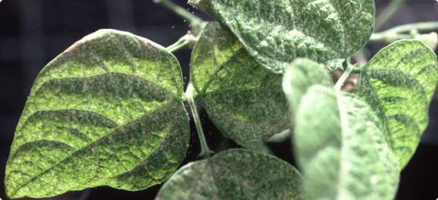 Two-spotted mite feeding results in loss of leaf function affecting crop vigour