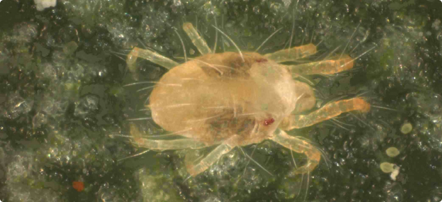 Tetranychus urticae or two-spotted mite