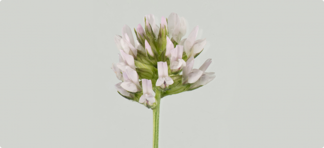 Tedera inflorescence