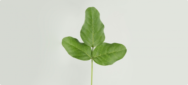 Tedera leaf colour