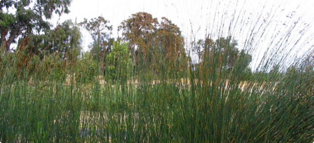 Thatching reed stems and flowers.