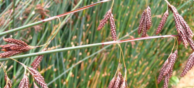 Thatching reed flowers.