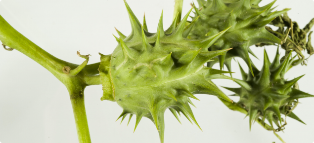 Thornapple seed pods bear several coarse spines