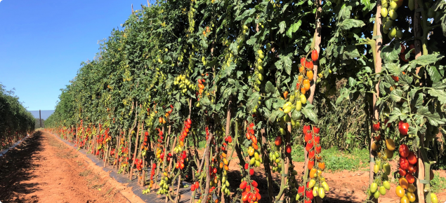 Photo of tomato variety trial