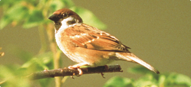 Tree sparrow (both sexes look the same).