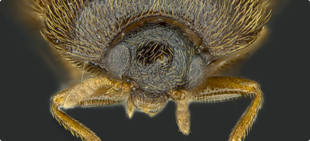 Diagnostic head front image of Khapra beetle