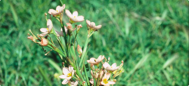 Two-leaf cape tulip plant