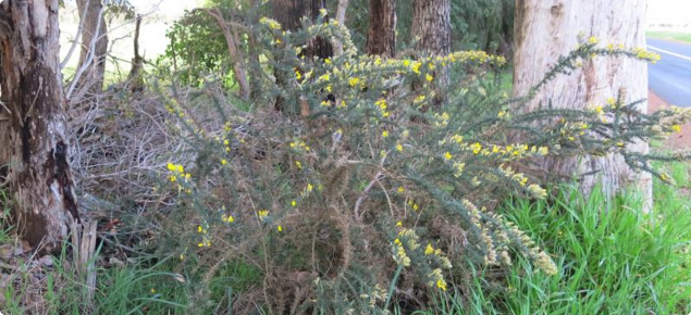 Gorse in flower