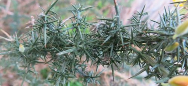 Gorse branch