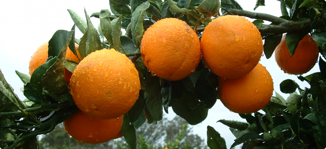 Orange crop hanging on tree at Harvey 2004.