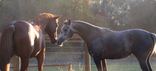 Horses in paddock