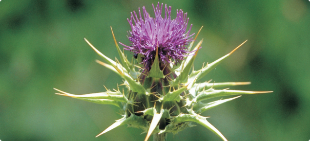 Close up view of variegated thistle showing the solitary purple flower head surrounded by long spiny bracts