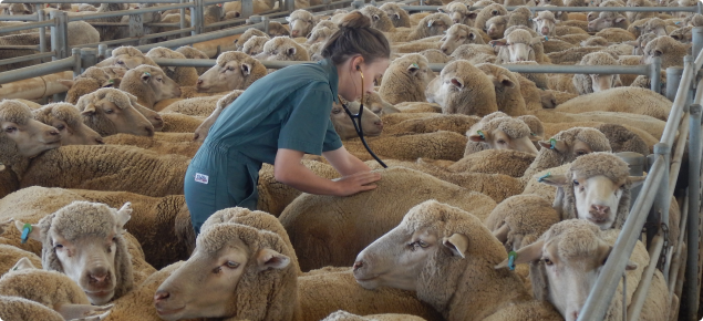 DPIRD vet at Katanning Saleyards examining sheep