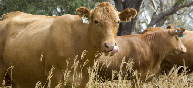 Cattle on Rhodes grass